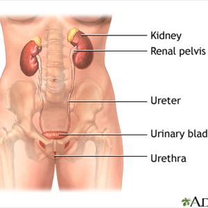 Natural Cure Urinary Tract Infection - UTI Home Remedies