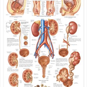 Foul Smelling Urine Blogs - Urinary Tract And Bladder Infection - Tips To Cure UTI 