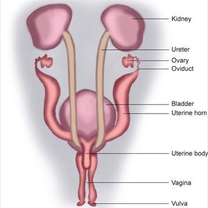 Foul Smelling Urine Pictures 