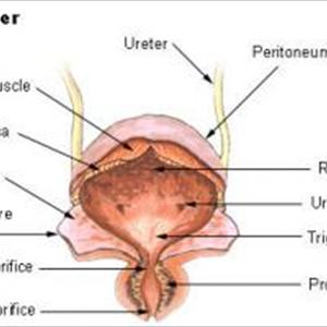 Uti Without Antibiotics 