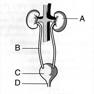 Baking Soda Uti - Treat Urinary Tract Infection By Non-Antibiotic Methods