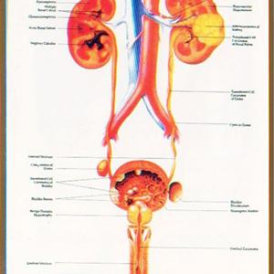 Urinary Tract Infection Uti Beat Naturally - UTI Homeophatic Remedy