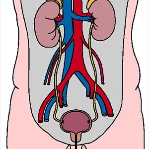 Urinary Tract Infection Antibiotic Treatment - You Have Asked About Turmeric And Urinary Tract Infection