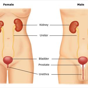 Urinary Tract Infection For Men 