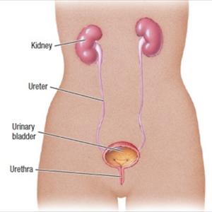  Urinary Tract Disease Cure