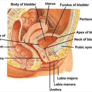Causes Of Inflamed Bladder 