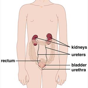 Uti Drugs - Urinary Tract Infection Treatment - The Pros And Cons Of Using Pain Killers