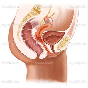 Bladder Infection Causes 