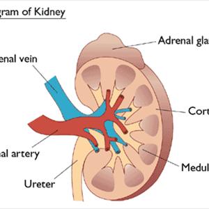 Burning Sensation During Urination Articles - How To Treat UTI At Home - 3 Tips You Can Count On