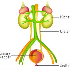 Sepsis Urinary Tract Infection 