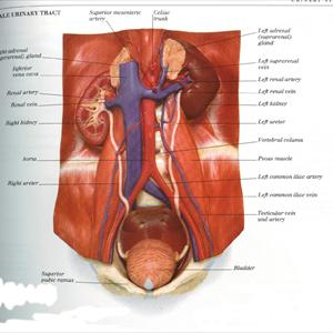 Home Treatment For Uti - Home UTI Remedies - Cure Yourself At Home