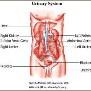  An Alternative UTI Treatment