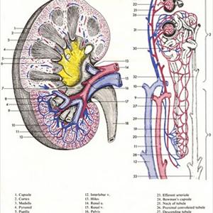 Tests For Chronic Uti Group - Urinary Tract Infection Cures - The Simplest Way To Treat Your Bladder Infection At Home