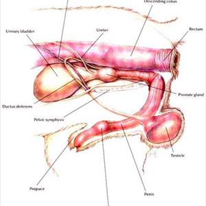 Urinary Tract Infection E Coli - What Is A Urinary Tract Infection