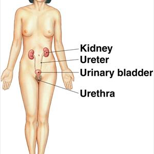 Affect Urinary Tract Infection Urine 