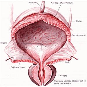 Amoxicillin Infection Tract Urinary - Incontinence: An Inherited Condition?