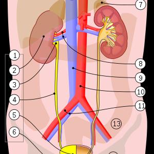  Urinary Tract Infections In Women