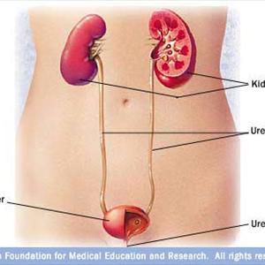 Urinary Tract Infections Adderall 