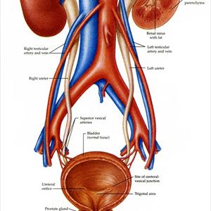 Strong Smelling Urine Articles - Symptoms Of Urinary Tract Infections, Treatments