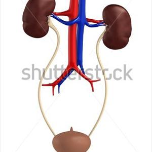 Pathogenesis Of Urinary Tract Infection 