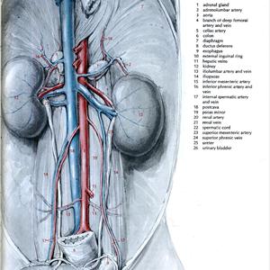 Cause Of Uti - Incontinence: An Inherited Condition?