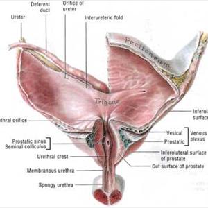 Causes Of Bladder Inflammation Advice 