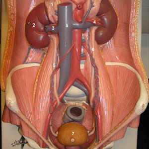 Symptoms Urinary Tract Infection - Urinary Tract Infections
