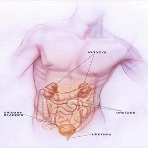 Causes You Have Uti - Treatment For UTI - Antibiotics Not Required?