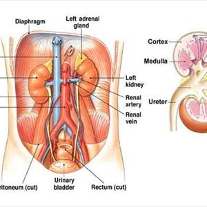 Tests For Chronic Uti Information - Natural Urinary Tract Infection Cure- Is Natural Health The New Starbucks