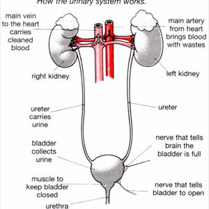 Uti Natural Treatment - Flotrol - The World