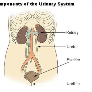 Bunny Urinary Tract Infections 