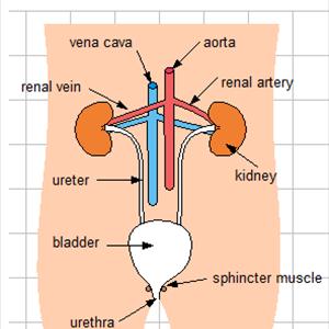 Antibiotic Uti - Urinary Tract Infection ( UTI ) Symptoms &Amp; Preventions