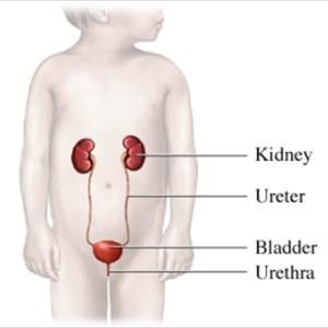  Why Remedies For Urinary Infection Work Better Than Antibiotics?