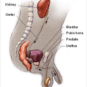  About Urinary Tract Infection 