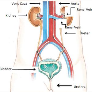  Home Remedy For Curing A Urinary Tract Infection
