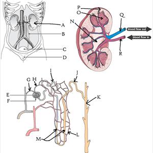 Burning Sensation During Urination Group 